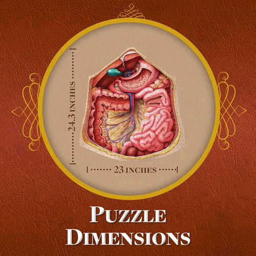 Human Abdomen Anatomy Jigsaw Puzzle | Dr Livingston'S Unique Shaped Science Puzzles, Accurate Medical Illustrations of the Body, Organs, Stomach, Liver and Intestines
