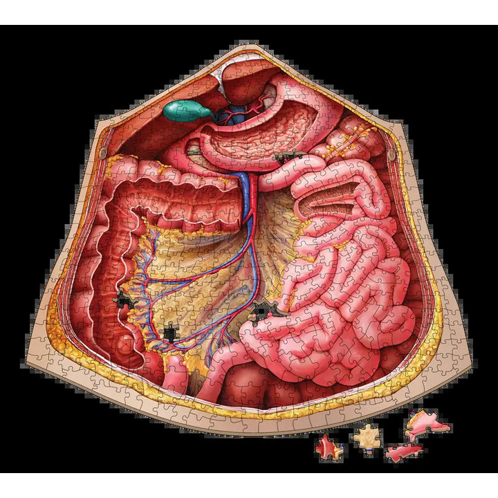 Human Abdomen Anatomy Jigsaw Puzzle | Dr Livingston'S Unique Shaped Science Puzzles, Accurate Medical Illustrations of the Body, Organs, Stomach, Liver and Intestines