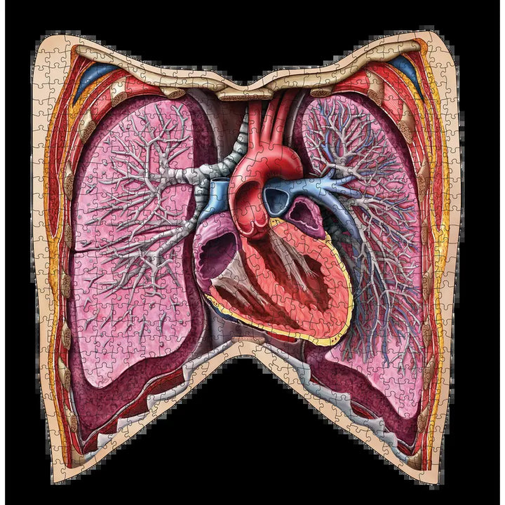 Human Thorax Anatomy Jigsaw Puzzle | Dr Livingston'S Unique Shaped Science Puzzles, Accurate Medical Illustrations of the Body, Organs, Lungs and Heart