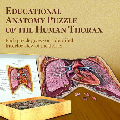 Human Thorax Anatomy Jigsaw Puzzle | Dr Livingston'S Unique Shaped Science Puzzles, Accurate Medical Illustrations of the Body, Organs, Lungs and Heart